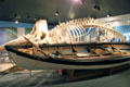 Whaleboat beside whale skeleton it hunted at New Bedford Whaling Museum. New Bedford, MA.