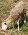 Sheep at Plimouth Plantation. Plymouth, MA.