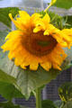 Sunflower on Essex St. Salem, MA.