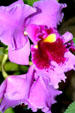 Orchid in Meijer Garden. Grand Rapids, MI