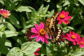 Swallowtail butterfly at Hidden Lake Gardens. MI.