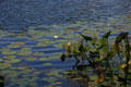 Water lilies at Hidden Lake Gardens. MI