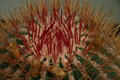 Cacti at Hidden Lake Gardens. MI.