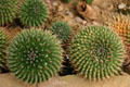Cacti at Hidden Lake Gardens. MI.