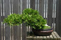 Cedar bonsai at Hidden Lake Gardens. MI.