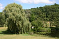 Weeping willow at Hidden Lake Gardens. MI.