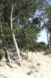 Cottonwood tree on dune of Sleeping Bear National Park. MI.