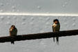 Barn Swallows. Saugatuck, MI.