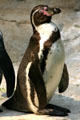 Gentoo Penguin at St. Louis Zoo. St Louis, MO.