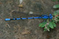 Blue dragonfly at George Washington Carver's Birthplace National Monument. Diamond, MO.