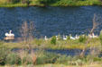 White Pelicans on Bear Creek. MT
