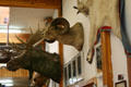 Mounted animal heads in Montana Outpost. West Yellowstone, MT.