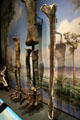 Comparison of various dinosaur leg bones at Museum of the Rockies. Bozeman, MT.