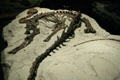 Plant-eating Tenotosaurus tilletti skeleton at Museum of the Rockies. Bozeman, MT.