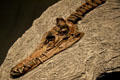 Pleiosaurus skeleton at Museum of the Rockies. Bozeman, MT.