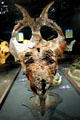 Achelousaurus horneri skull at Museum of the Rockies. Bozeman, MT.