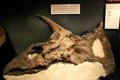 Torosaurus latus skull at Museum of the Rockies. Bozeman, MT.