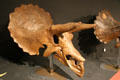 Subadult Triceratops skull at Museum of the Rockies. Bozeman, MT.