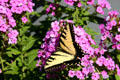 Monarch butterfly at Stuhr Museum. Grand Island, NE.