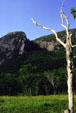 Forest & mountains of Franconia Notch. NH.
