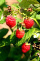 Raspberries in garden of Canterbury Shaker Village. NH.