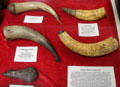 Collection of early American powder horns at Woodman Museum. Dover, NH.