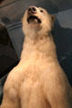 Polar bear specimen at Woodman Museum. Dover, NH.