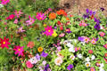 Flower garden on Canyon Road. Santa Fe, NM
