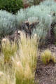 Grasses & sages of Museum Hill. Santa Fe, NM.