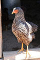 Chicken at Rancho de las Golondrinas. Santa Fe, NM.