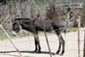 Mule at Rancho de las Golondrinas. Santa Fe, NM.