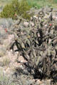 Cholla cactus at Rancho de las Golondrinas. Santa Fe, NM.