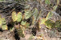 Prickly pear cactus at Rancho de las Golondrinas. Santa Fe, NM.