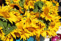 Sunflowers at Sunday Santa Fe Farmers Market. Santa Fe, NM.