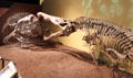 Triassic skeletons of Placerias stalked by Phytosaur at New Mexico Museum of Natural History & Science. Albuquerque, NM.