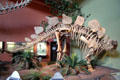 Jurassic Stegosaurus skeleton at New Mexico Museum of Natural History & Science. Albuquerque, NM.