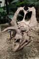 Pentaceratops skull at New Mexico Museum of Natural History & Science. Albuquerque, NM.