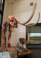 Columbian Mammoth skeleton at New Mexico Museum of Natural History & Science. Albuquerque, NM.