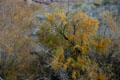 Plant life around Lake Mead. Las Vegas, NV.