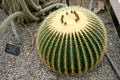 Barrel cactus in conservatory of Botanical Gardens. Buffalo, NY.