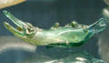 Blown glass Roman crocodile at Corning Museum of Glass. Corning, NY.