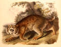 Common American Wild Cat graphic John James Audubon & John Woodhouse Audubon at Rockwell Museum of Art. Corning, NY.