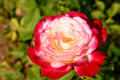 Double delight hybrid tea rose in Sara's rose garden at FDR home. Hyde Park, NY.