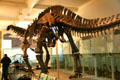 Hyselosaurus priscus of Late Cretaceous era found in France at American Museum of Natural History. New York, NY.