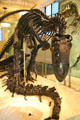 Allosaurus fragilis of Late Jurassic era found in Wyoming at American Museum of Natural History. New York, NY.
