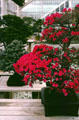 Rhododendron Bonsai in Prospect Park Botanical Garden, Brooklyn. New York, NY.