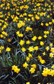 Daffodils in Prospect Park Botanical Garden, Brooklyn. New York, NY.