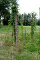 Poles for cultivating hops at Lindenwald. Kinderhook, NY.
