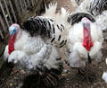 Turkeys on Powell Farm at Old Bethpage Village. Old Bethpage, NY.