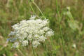 Queen Anne's lace at Sagamore Hill National Historic Site. Cove Neck, NY.